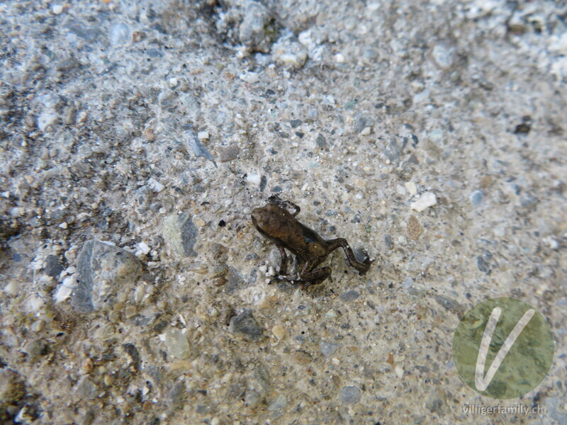 Grasfrosch: 