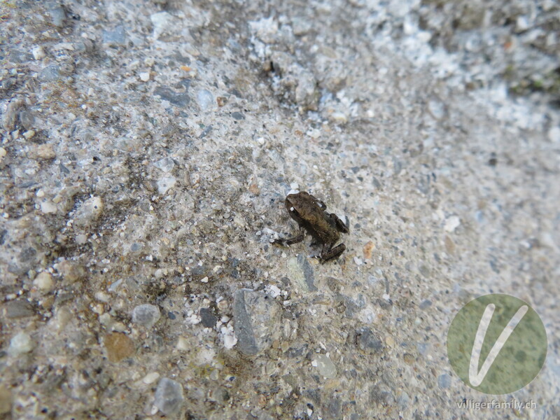 Grasfrosch: 