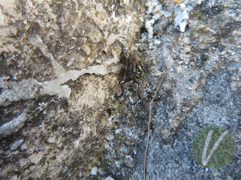 Grasfrosch: 