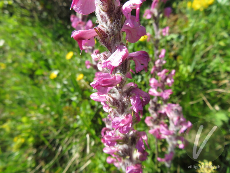Fleischrotes Läusekraut: Blüten