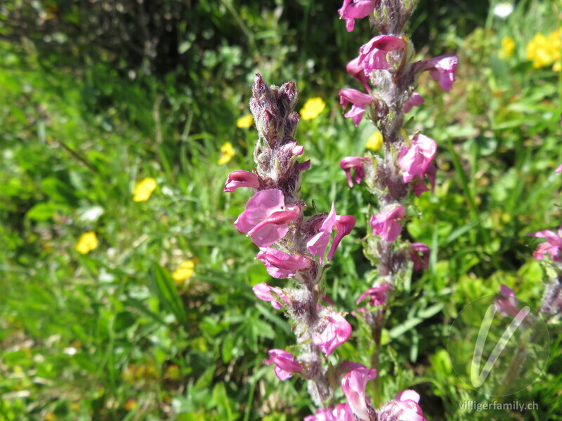 Fleischrotes Läusekraut: Blüten