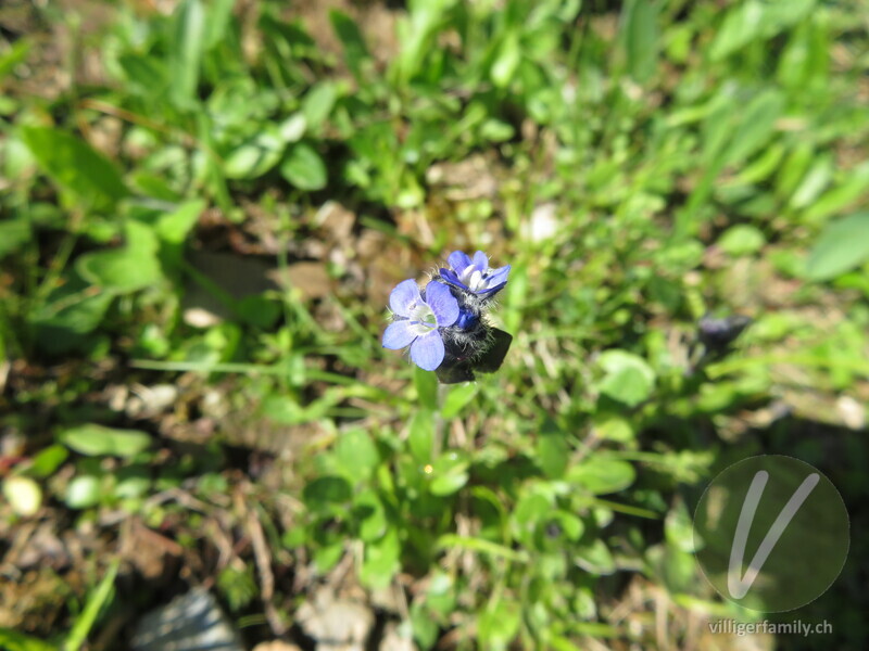 Alpen-Ehrenpreis: Blüten