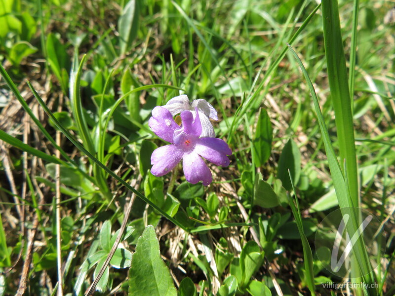 Ganzblättrige Primel: Blüten