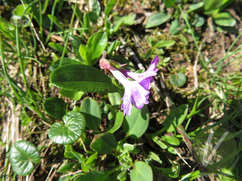 Ganzblättrige Primel: Blüten