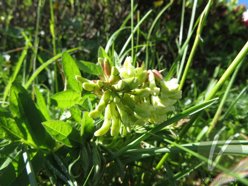 Gletscherlinse: Blüten