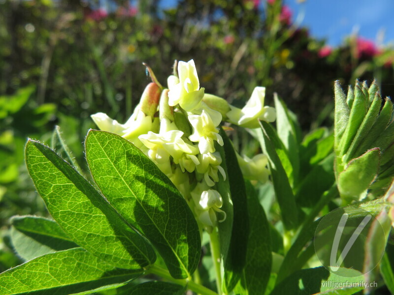 Gletscherlinse: Blüten