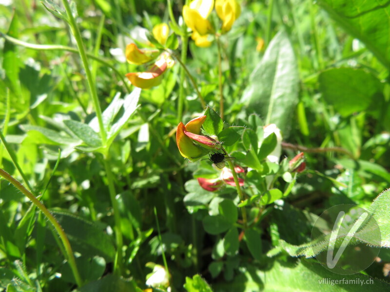 Behaarter Hornklee: Blüten
