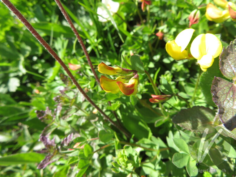 Behaarter Hornklee: Blüten