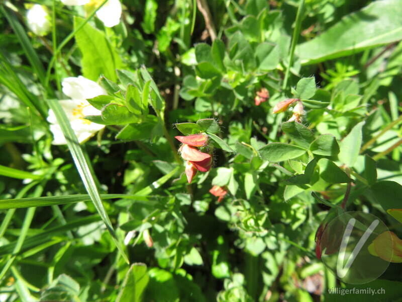 Behaarter Hornklee: Blüten, Blätter