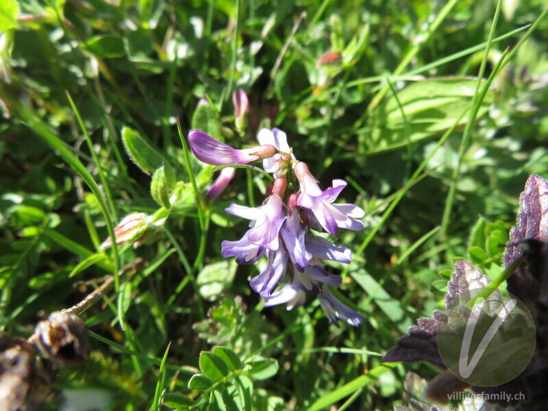 Alpen-Tragant: Blüten