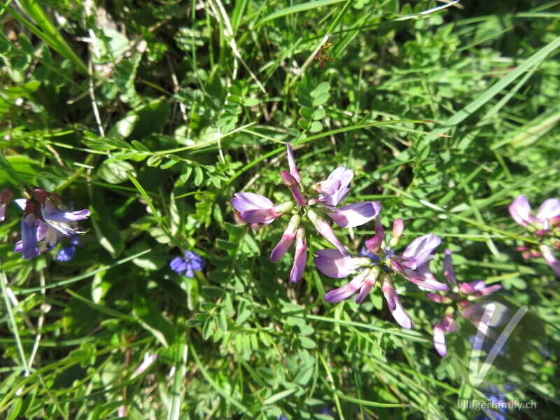 Alpen-Tragant: Blüten