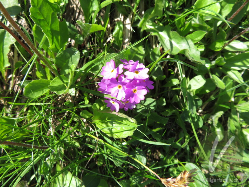Mehl-Primel: Blüten