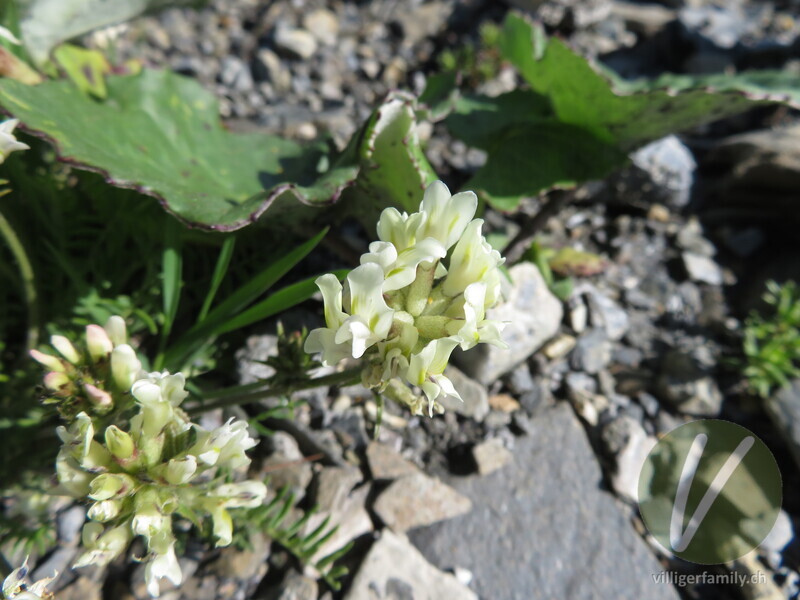 Gewöhnlicher Alpen-Spitzkiel: Blüten