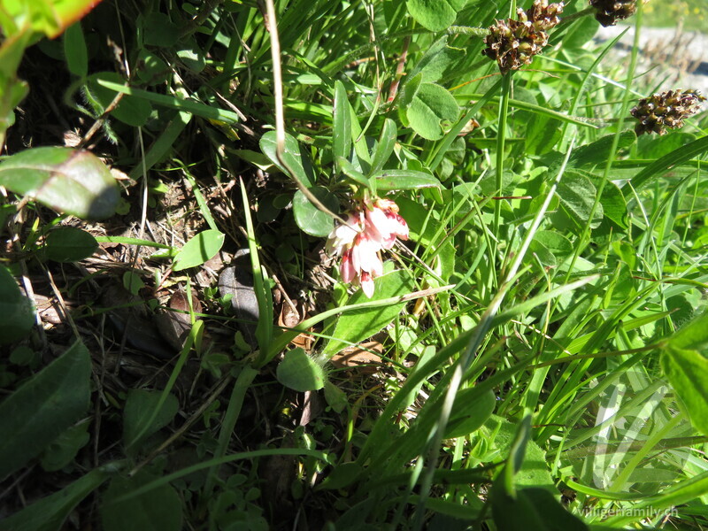 Preiselbeere: Blüten