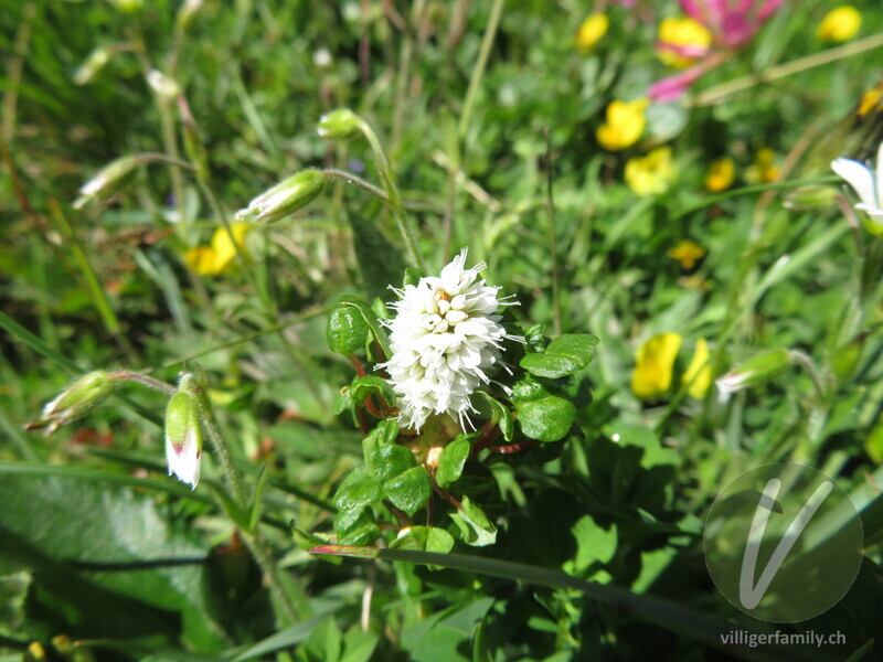 Knöllchen-Knöterich: Blüten