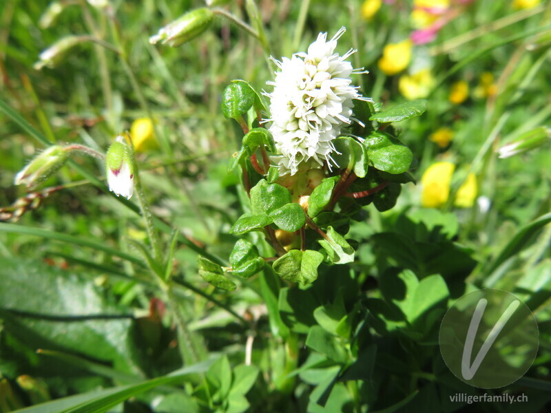 Knöllchen-Knöterich: Blüten