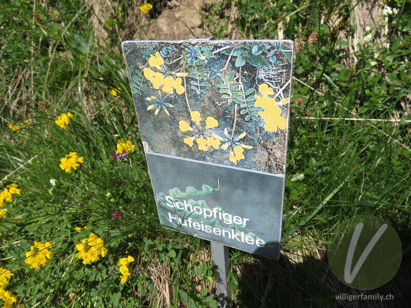 Schopfiger Hufeisenklee: Namensschild