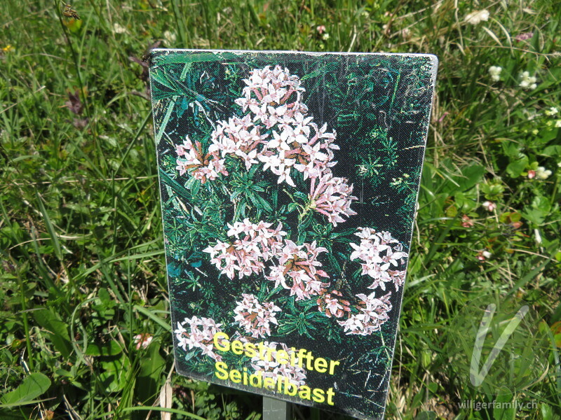Gestreifter Seidelbast: Namensschild