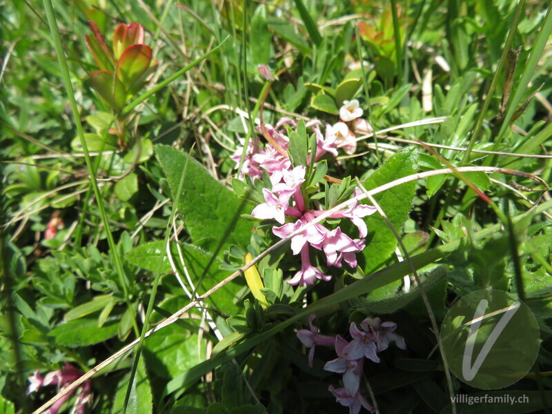 Gestreifter Seidelbast: Blüten