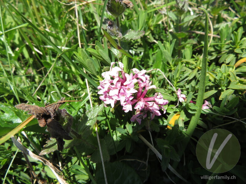 Gestreifter Seidelbast: Blüten