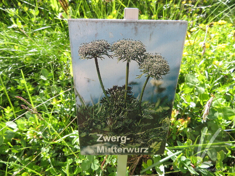 Zwerg-Liebstock: Namensschild