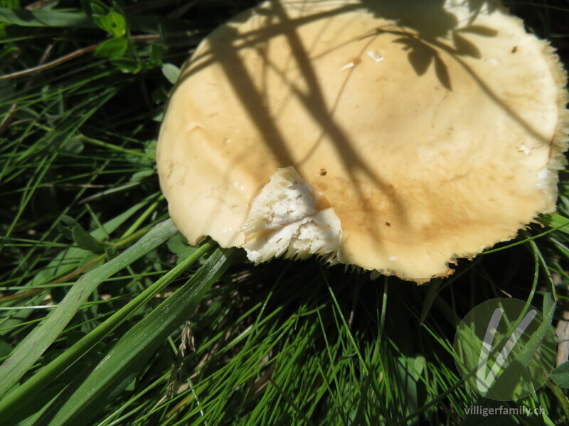 Almen-Weichritterling: 