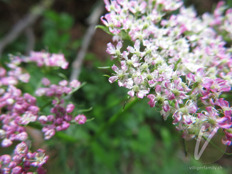 Alpen-Liebstock: Blüten