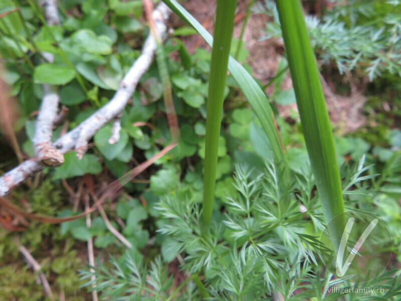 Alpen-Liebstock: Stengel