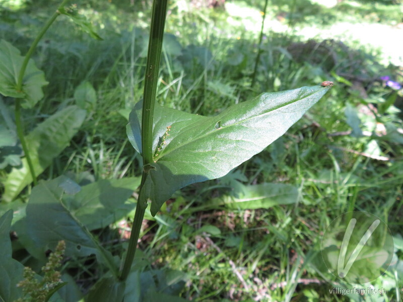 Berg-Sauerampfer: Blätter, Stengel