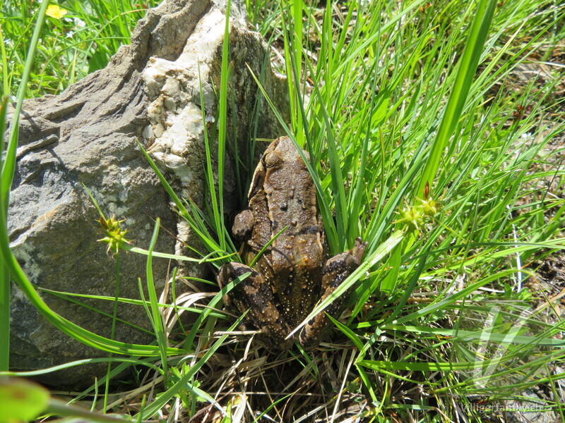 Grasfrosch: 
