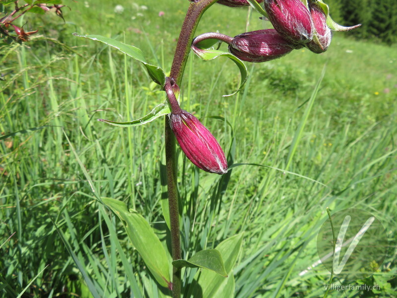 Türkenbund: Blüten