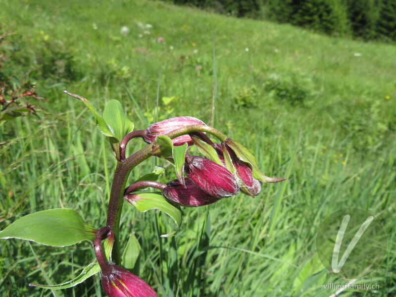Türkenbund: Blüten
