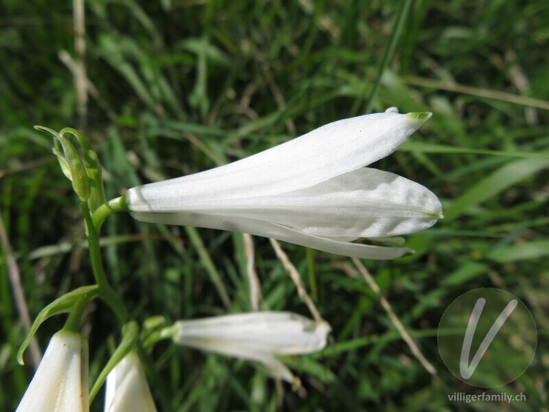 Weisse Trichterlilie: Blüten