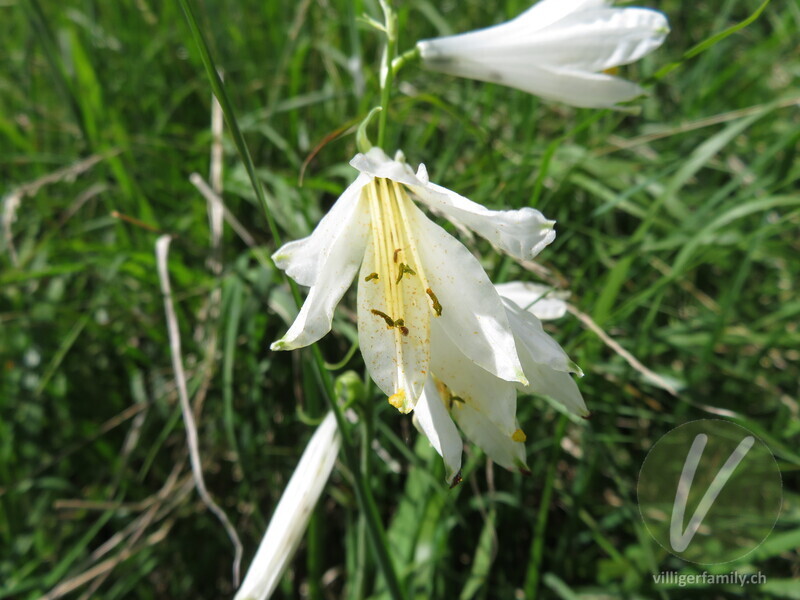 Weisse Trichterlilie: Blüten