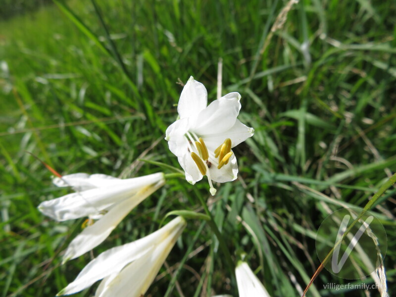 Weisse Trichterlilie: Blüten