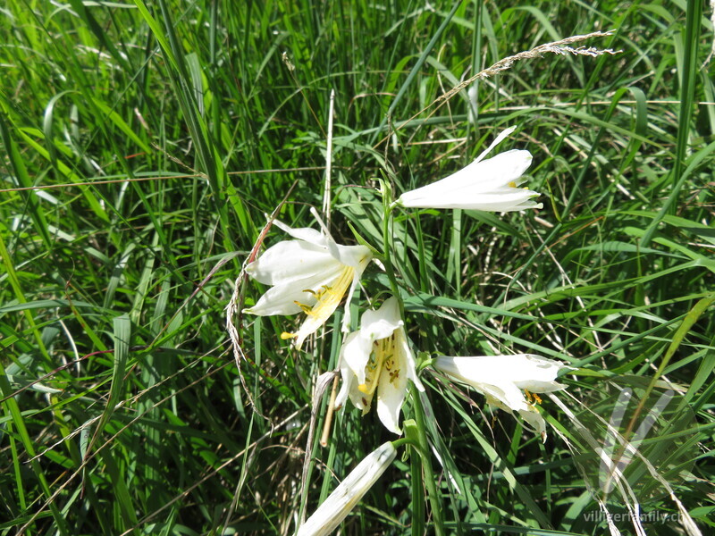 Weisse Trichterlilie: Blüten