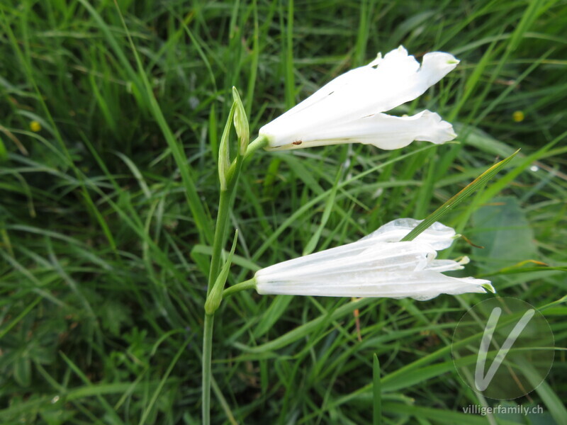 Weisse Trichterlilie: Blüten