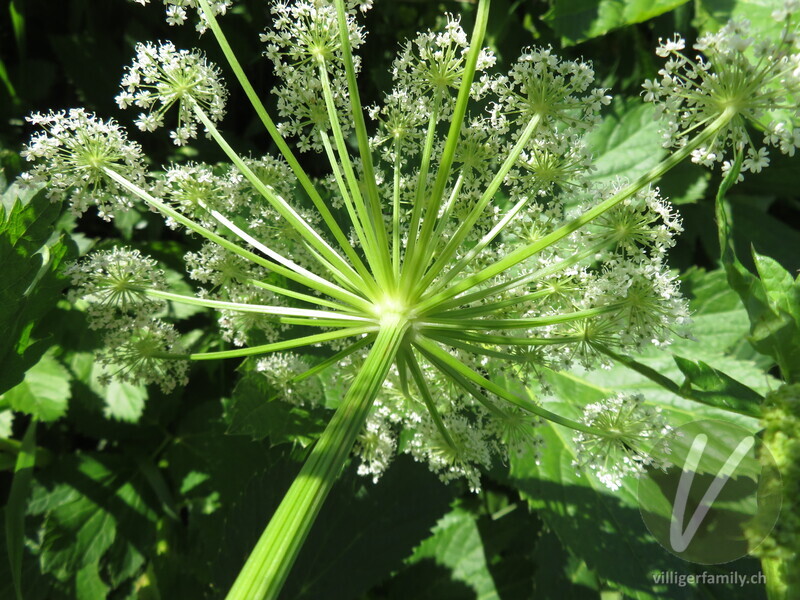 Meisterwurz: Blüten