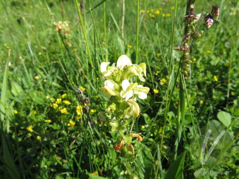 Knolliges Läusekraut: Blüten