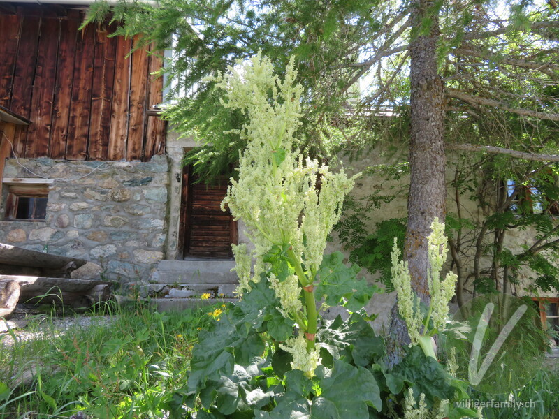 Gemeiner Rhabarber: Blüten