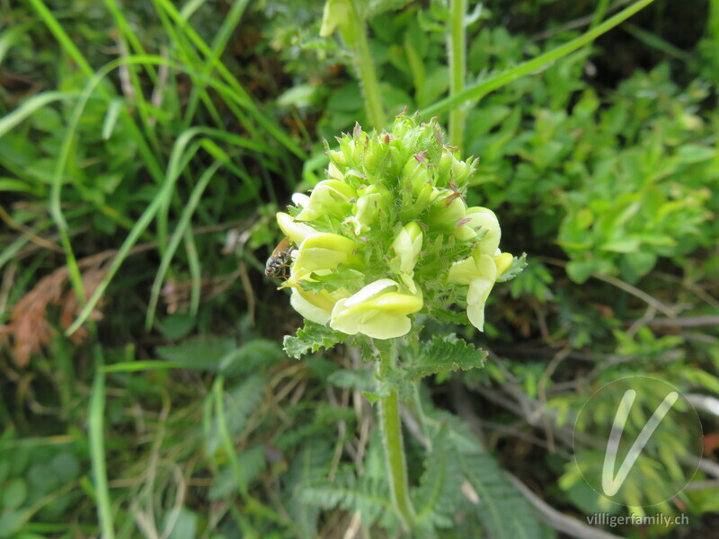 Knolliges Läusekraut: Blüten