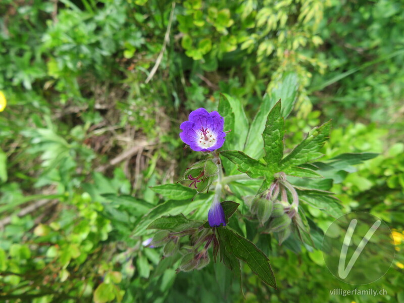 Wald-Storchschnabel: Blüten