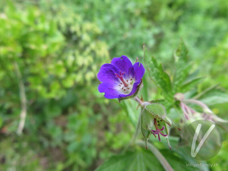 Wald-Storchschnabel: Blüten