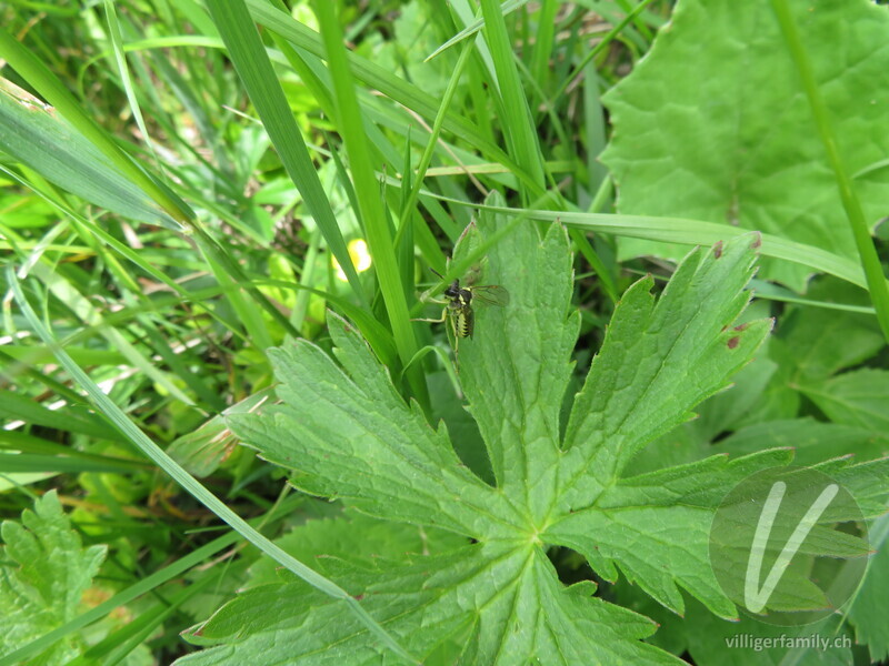 Blattwespe (Tenthredo notha): 