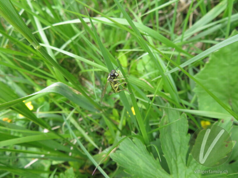 Blattwespe (Tenthredo notha): 