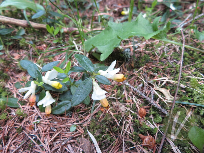 Buchsblättrige Kreuzblume: Blüten