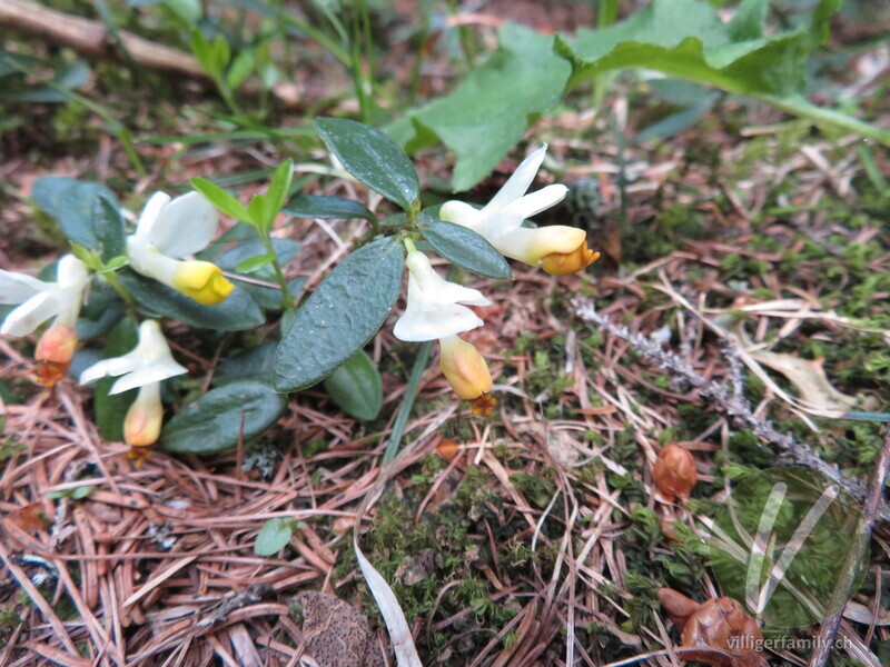 Buchsblättrige Kreuzblume: Blüten