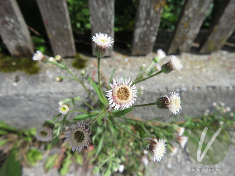 Gewöhnliches Scharfes Berufkraut: Blüten