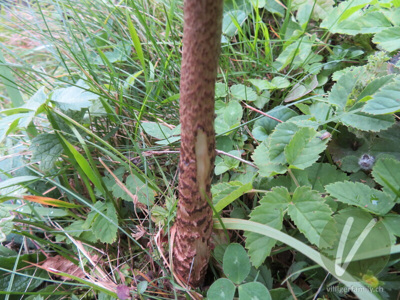 Parasolpilz: 