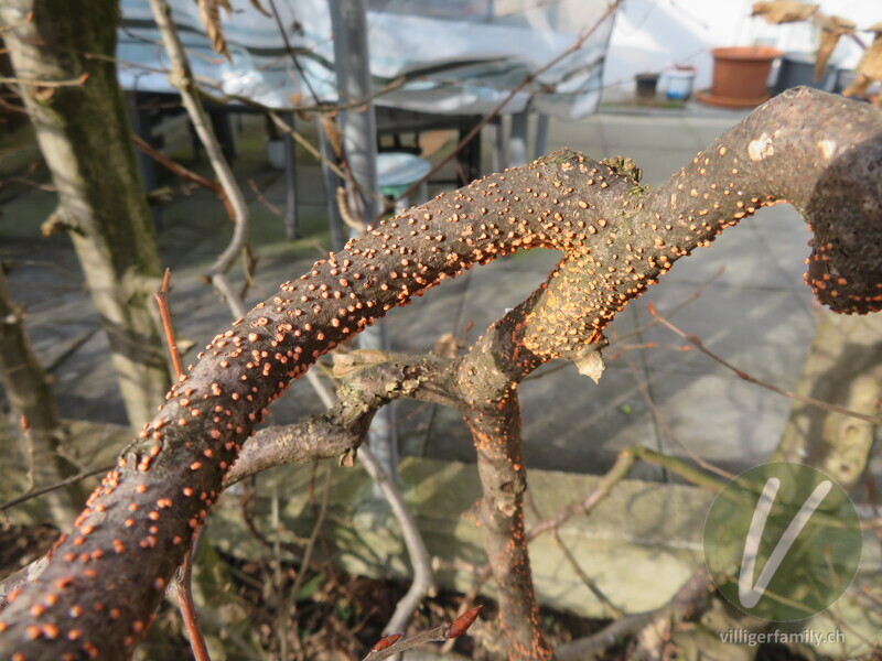 Zinnoberroter Pustelpilz: 